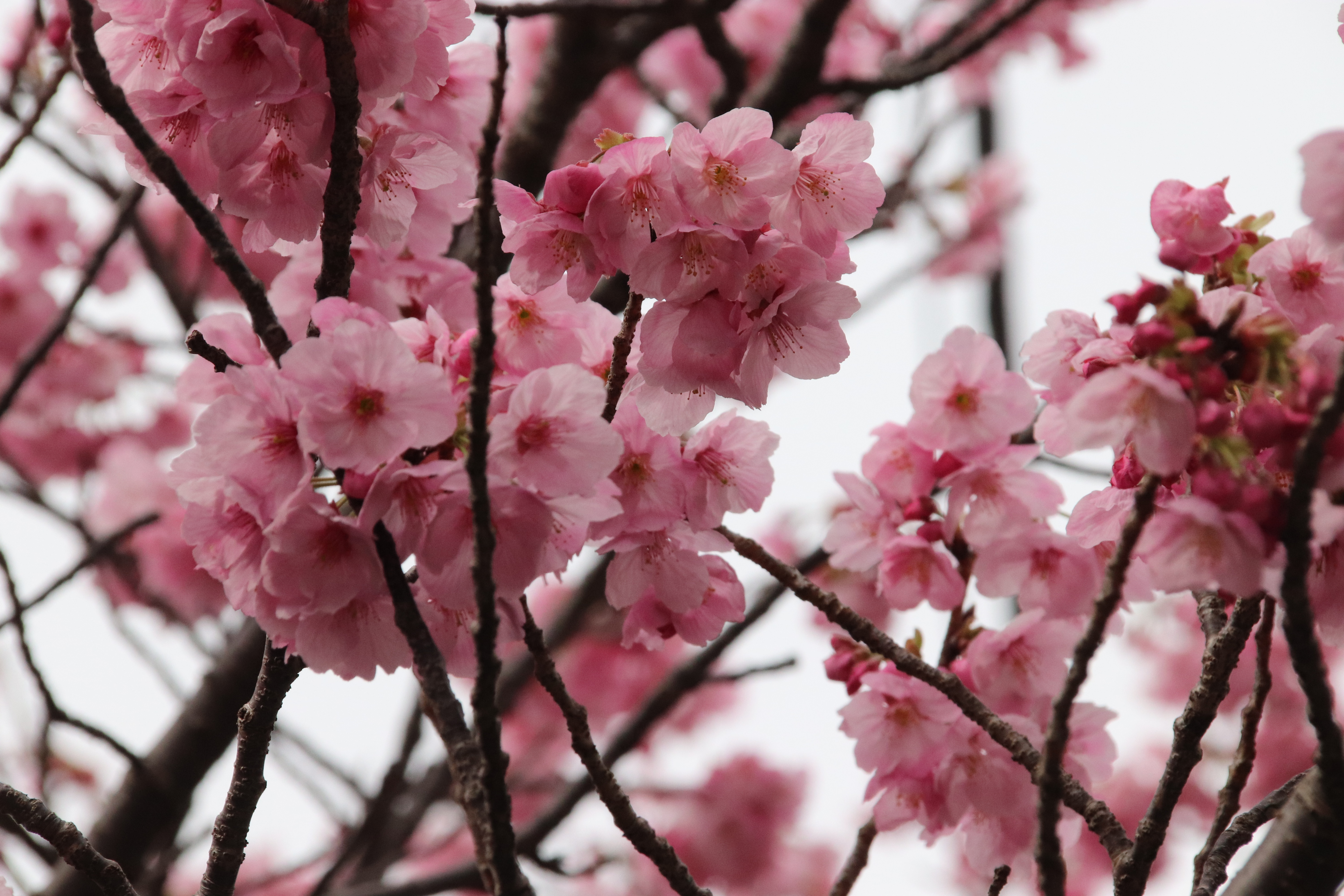 リクエスト出品(桜ちゃん様 なつめ、ウコギ、蓮の実、サンド2種類、大枸杞など) 桜情報（4/19） | とっとり花回廊